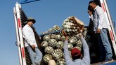 Di masa lampau, agave dimasak di ruang bawah tanah, meski masih ada yang menjalaninya di beberapa daerah. Namun, banyak juga tequila ekspor sekarang yang dibuat di industri penyulingan besar yang dijalankan Diageo, Bacardi dan Jose Cuervo di Meksiko. (REUTERS/Carlos Jasso)