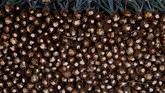 Namun, popularitas tequila ternyata tak dibarengi dengan ketersediaan bahan produksi. Produksi agave menurun, ditambah lagi generasi muda kini yang menghindari apa yang dulunya merupakan pekerjaan yang sangat dihormati. (REUTERS/Carlos Jasso)