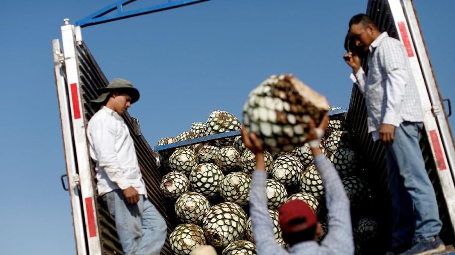 Agave merupakan spesies tumbuhan iklim kering yang digunakan sebagai bahan dasar pembuatan Tequila.