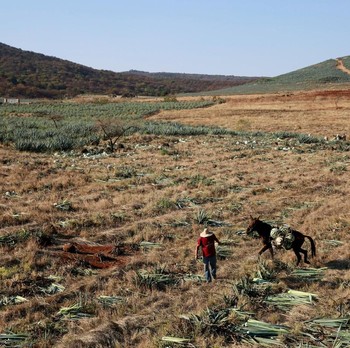 Popularitas Tequila dan Nasib Petani Agave di Meksiko