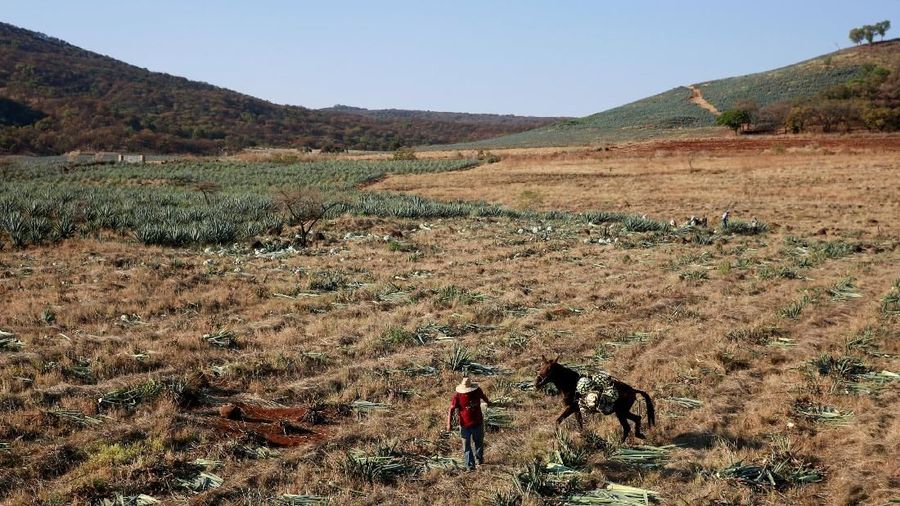 Agave merupakan spesies tumbuhan iklim kering yang digunakan sebagai bahan dasar pembuatan Tequila.
