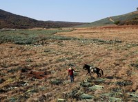 Popularitas Tequila dan Nasib Petani Agave di Meksiko