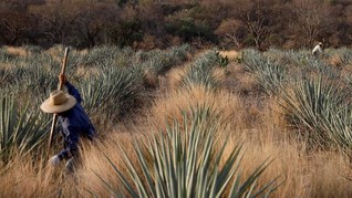 FOTO: Menyingkap Proses Pembuatan Tequila di Meksiko