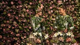 Duet penari Alison Parsons (kiri) dan Georgia Paton-Durrant berpose dengan latar bunga-bunga, saat diselenggarakannya pertunjukan Bunga Musim Semi di Harrogate di Inggris bagian utara. (AFP/Oli Scarff)
