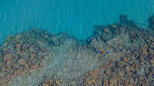 Hawaii Larang Tabir Surya yang Merusak Terumbu Karang
