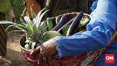 Sebagian lagi membawa alat-alat pertanian. Ada pula yang mengusung gunungan berisi hasil bumi, sebagai persembahan sekaligus ungkapan syukur untuk panen mereka. (CNN Indonesia/Tri Wahyuni)