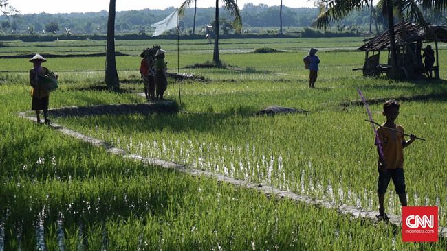 BPS Sebut Luas Lahan Pertanian Kian Menurun