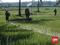 BPS Sebut Luas Lahan Pertanian Kian Menurun