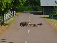 Tahun 2018, Jalan Lingkar Pulau Babar Tersambung Seluruhnya