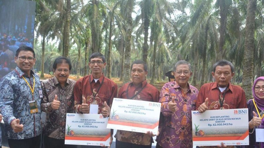 PT Bank Negara Indonesia (Persero) Tbk atau BNI memperluas dukungan pembiayaan program peremajaan (replanting) kebun kelapa sawit.