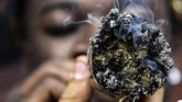 Seorang pria mengisap batangan-batangan rokok yang dikumpulkan menjadi satu ketika berdemonstrasi menuntut diizinkannya ganja di Medellin, Kolombia. (AFP PHOTO / Joaquin SARMIENTO)