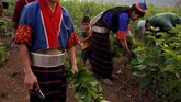 Beternak ulat sutra terbukti memberikan hasil yang lebih menguntungkan bagi para penduduk Myanmar Timur sehingga mereka perlahan bisa meninggalkan pekerjaan sebagai produsen opium. (REUTERS/Ann Wang)