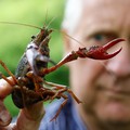Waw, Perang Dagang Untungkan Lobster Kanada