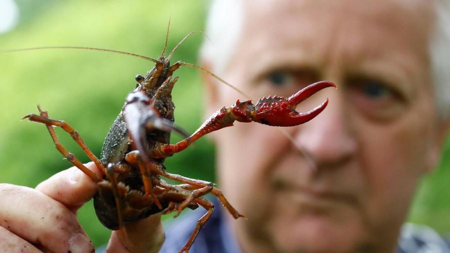 Perselisihan dagang antara AS-China membuat China dibanjiri lobster asal Kanada