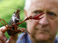 Waw, Perang Dagang Untungkan Lobster Kanada