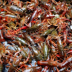 Nah Lho! KPPU Selidiki Praktik Monopoli Ekspor Benih Lobster