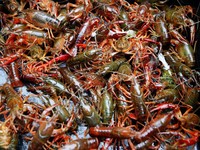 Ada Corona, China Setop Impor Seafood Rusia