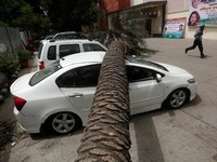 Badai Debu di India, Sejumlah Mobil Rusak Tertimpa Pohon