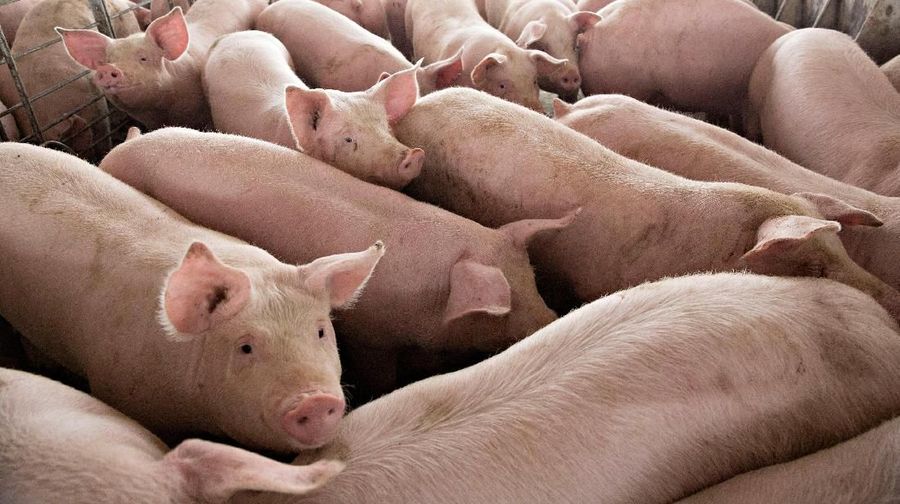 FILE PHOTO: Pigs nearing market weight stand in a pen at Duncan Farms in Polo, Illinois, U.S. April 9, 2018. REUTERS/Daniel Acker/File Photo