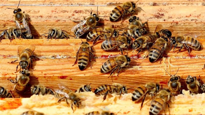 Lebah madu Bees are seen on a frame of a beehive in Denee, Belgium, May 15, 2018. Picture taken May 15, 2018.REUTERS/Yves Herman
