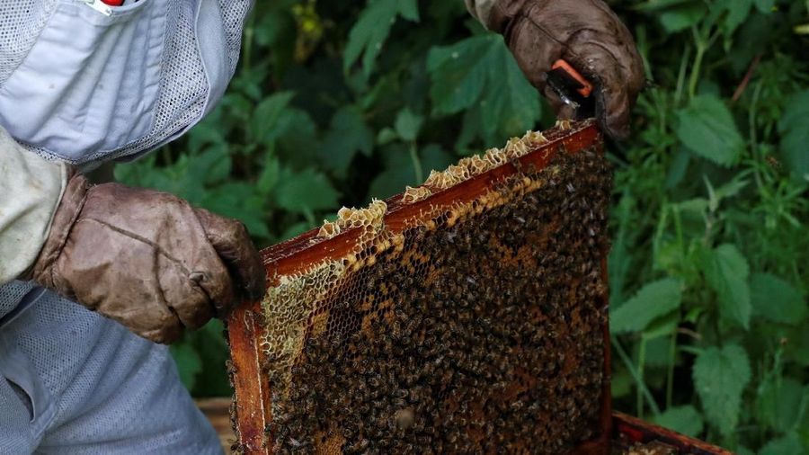 Bees are seen on a frame of a beehive in Denee, Belgium, May 15, 2018. Picture taken May 15, 2018.REUTERS/Yves Herman