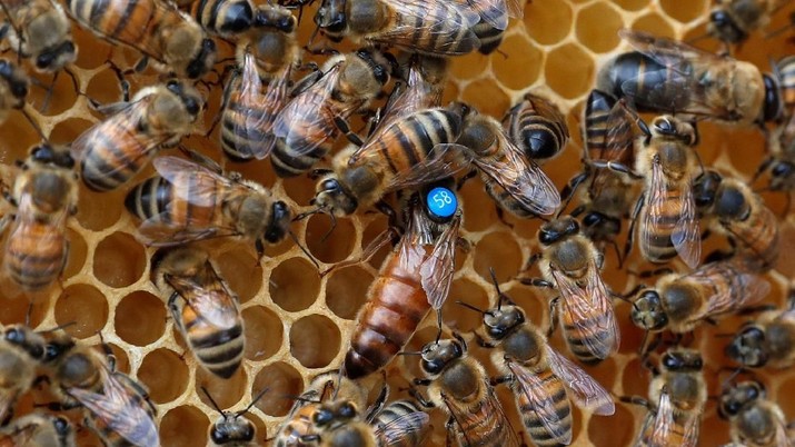 Bees are seen on a frame of a beehive in Denee, Belgium, May 15, 2018. Picture taken May 15, 2018.REUTERS/Yves Herman