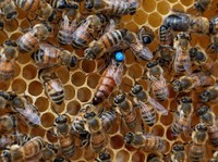5 Manfaat Propolis untuk Kesehatan, Bisa untuk Obat Jerawat!