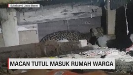 Heboh Macan Tutul Masuk Rumah Warga
