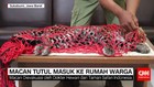 Macan Tutul Masuk ke Rumah Warga