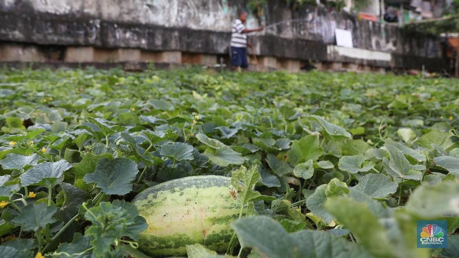 Harga jual satu buah timun suri berkisar antara Rp 10.000 hingga Rp 30.000 