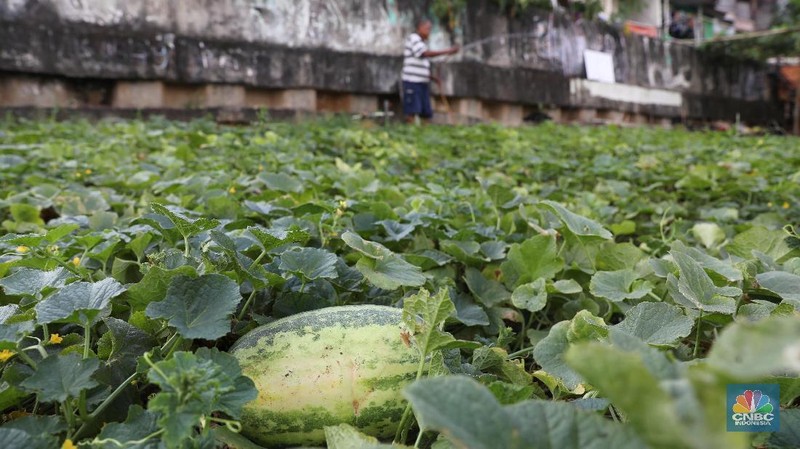 Harga jual satu buah timun suri berkisar antara Rp 10.000 hingga Rp 30.000 