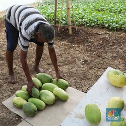 Tangkis Banjir Impor Buah, Ini Taktik Pemerintah