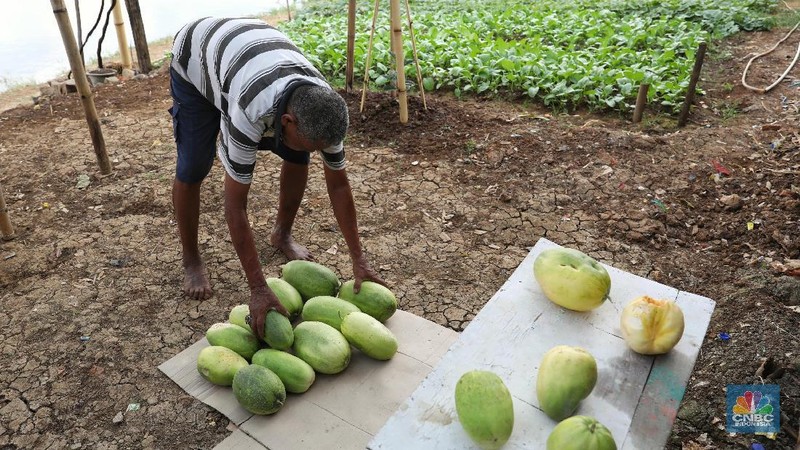 Harga jual satu buah timun suri berkisar antara Rp 10.000 hingga Rp 30.000 