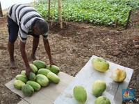 Tangkis Banjir Impor Buah, Ini Taktik Pemerintah