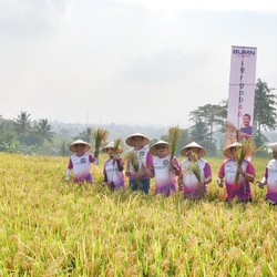Darurat, Sawah di RI Disulap Jadi Apartemen dan Perumahan