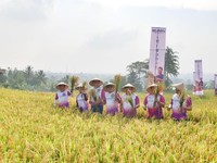 Darurat, Sawah di RI Disulap Jadi Apartemen dan Perumahan
