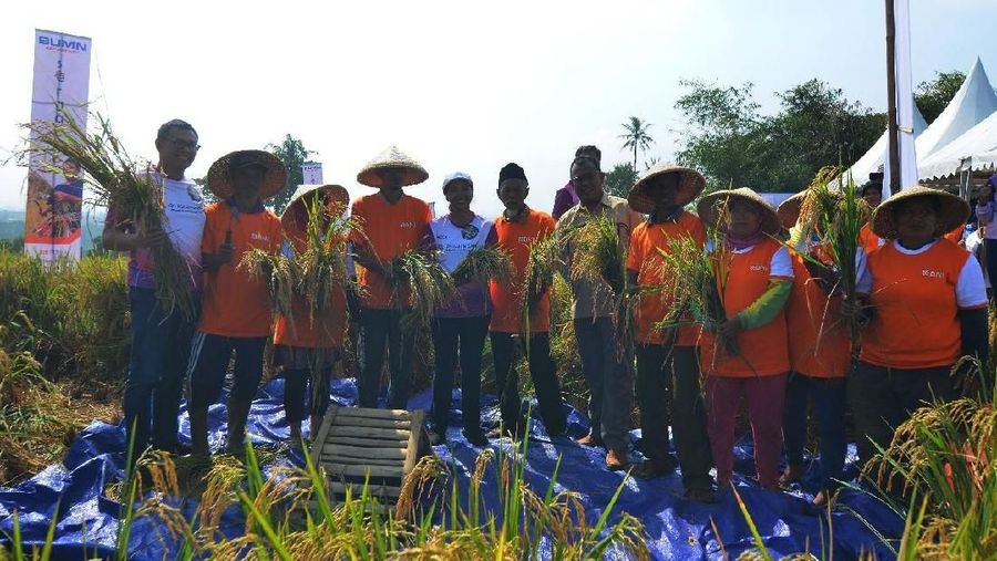 Serap gabah seberat 4,5 ton ini dilaksanakan di lahan seluas 6.500 m2