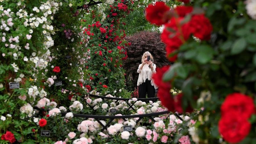 Chelsea Flower Show merupakan ajang pameran tanaman bergengsi di Inggris