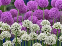 Melihat Warna Warni Bunga Dalam Chelsea Flower Show