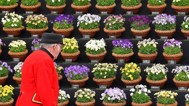 Chelsea Flower Show merupakan ajang pameran tanaman bergengsi di Inggris