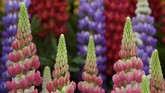 RHS Chelsea Flower Show berlokasi di Royal Hospital Chelsea London SW3 4SR. Jam bukanya pukul 8 pagi sampai 8 malam. Tiket yang dijual seharga mulai dari Rp665 ribu per orang. (REUTERS/Toby Melville)