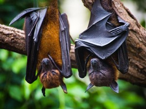 Apa Itu Virus Nipah dan Bagaimana Penyebarannya