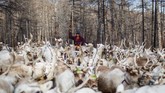 Pada 2012, pemerintah Mongolia menyatakan sebagian besar lahan penggembalaan tradisional Dukha sebagai bagian dari Taman Nasional untuk melindungi ekosistem yang rusak beberapa dekade sebelumnya. (REUTERS/Thomas Peter)