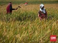 Kementan Beberkan Alasan Produksi Beras Berlimpah Tahun Ini