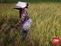 Jaga Produksi Beras, Kementan Siapkan Langkah Hadapi Kemarau