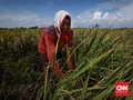 Kementan Sebut Investasi Pertanian Bisa Tembus Rp61 Triliun