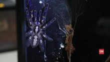 Cerita Jeffry Melawan Fobia Laba-laba dengan Tarantula