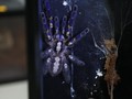 Cerita Jeffry Melawan Fobia Laba-laba dengan Tarantula