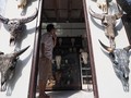 FOTO: Pukau Ukiran Kepala Kerbau