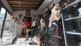 Ukiran kepala kerbau ternyata memiliki daya tarik tersendiri. Sejumlah turis bahkan rela berburu karya seni ini hingga ke Bali. (Anadolu Agency/Mahendra Moonstar)